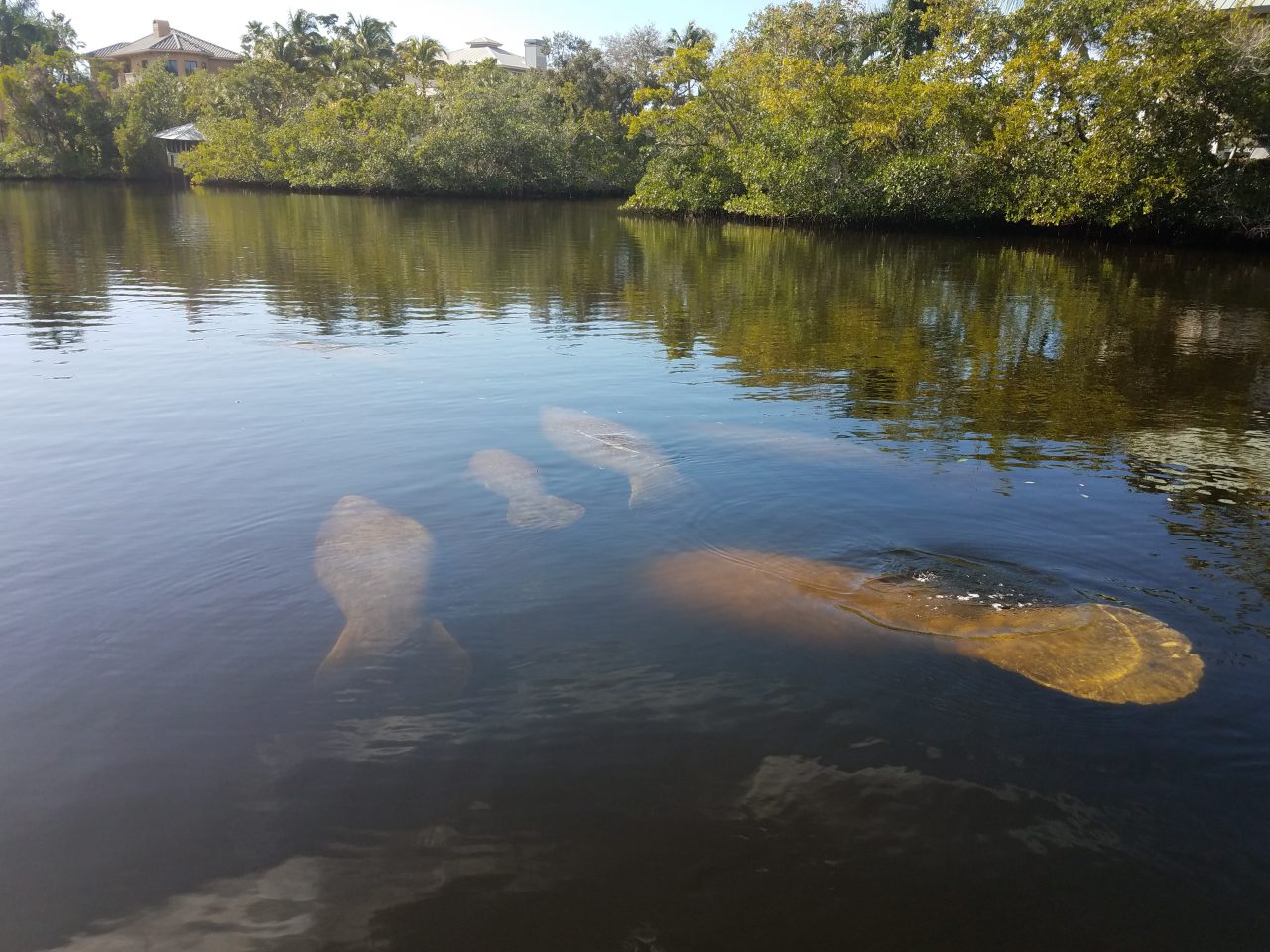 Fort Myers Dolphin Manatee Watching Eco Tours