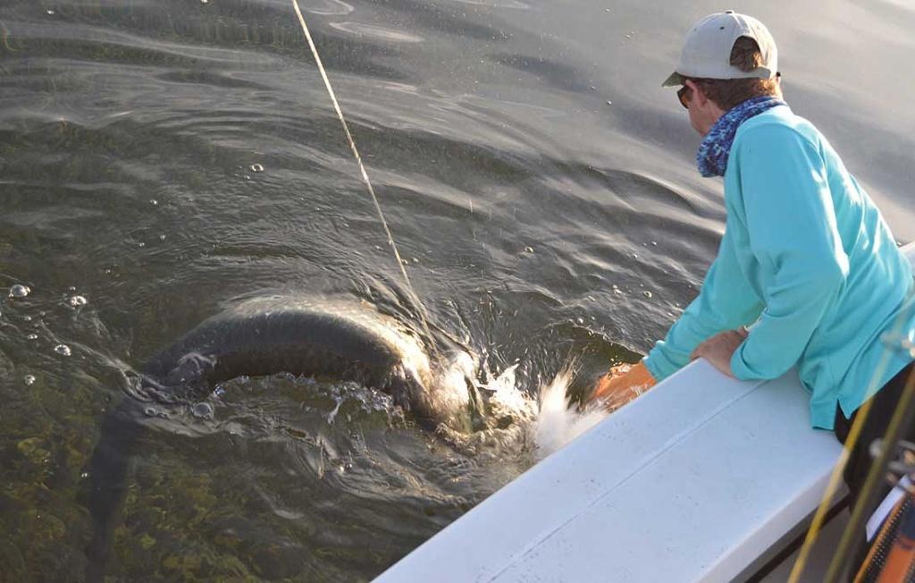 Big Tarpon Caught Fly Fishing In Fort Myers With What A Hawg Charters