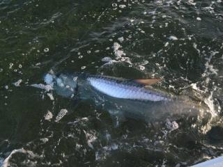 Giant Fort Myers Tarpon Caught On A Fly With Guide Capt Eric Anderson