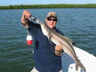 Big Cobia Caught Inshore In The Fort Myers Area