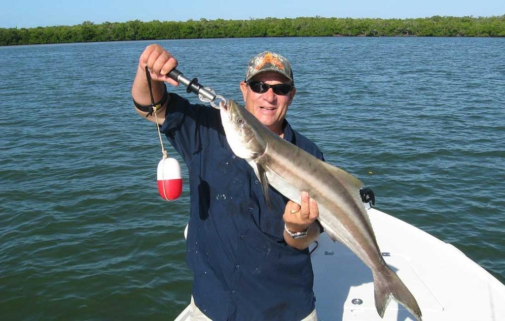 Big Cobia Caught Inshore In The Fort Myers Area