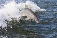 Fort Myers Dolphin & Manatee Tours