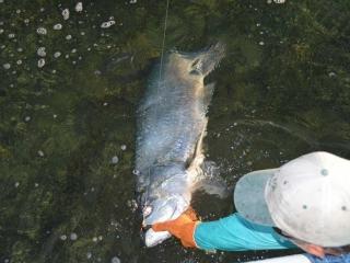 Landing A Big Fort Myers Tarpon