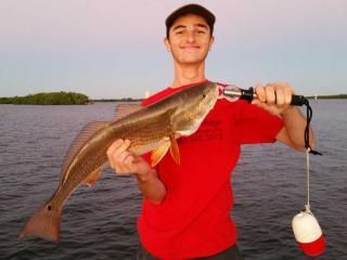 Early Morning Topwater Redfish Caught In Estero Bay With What A Hawg Charters