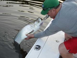 Nice Resident Fort Myers Tarpon