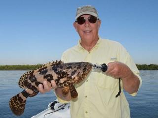 Juvenile Goliath Grouper In Fort Myers